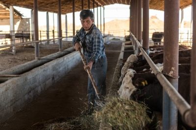 Биыл Қызылорда облысында 16 ауыл шаруашылығы кооперативі құрылмақ