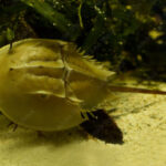 Бір литр қаны $15 000 тұратын жәндік…