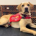 Ұлыбритания итті адам ауруын анықтауға үйретуде