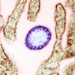 Аса қауіпті вирус дүниені дүр сілкіндірді