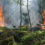 Еуропа елдері: өрт шығыны €3 миллиардтың үстіне шықты